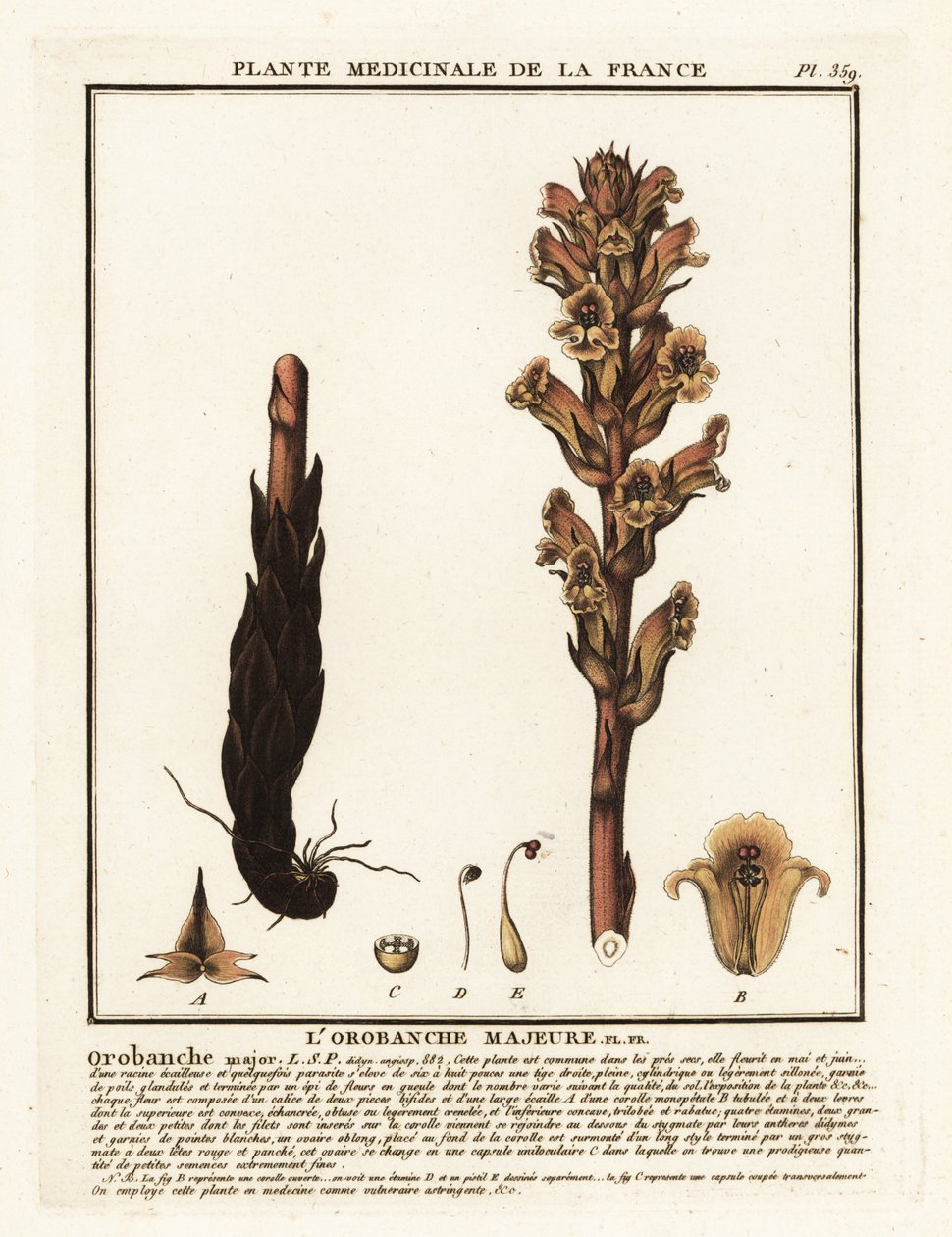 Miotła słomiana; Orobanche caryophyllacea. autorstwa Unbekannter Künstler