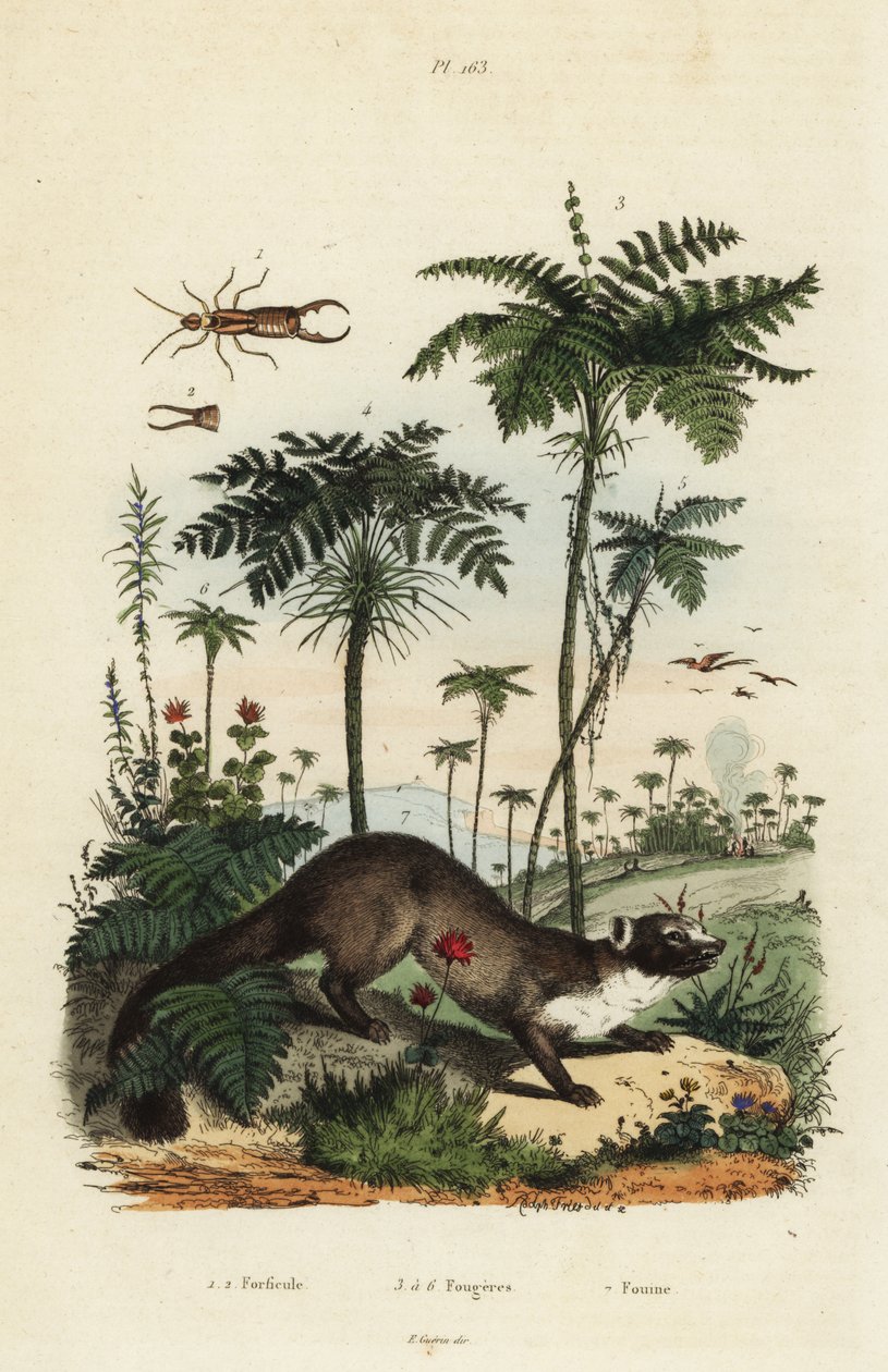 Kuna domowa, Martes foina 7, Skorek, Forficula auricularia 1,2 oraz odmiany paproci, gatunki Filices 3-6 autorstwa Unbekannt