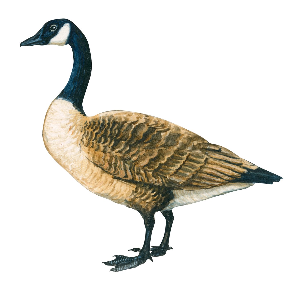 Bernache du Canada - gęś kanadyjska (Branta canadensis) autorstwa Unbekannter Künstler