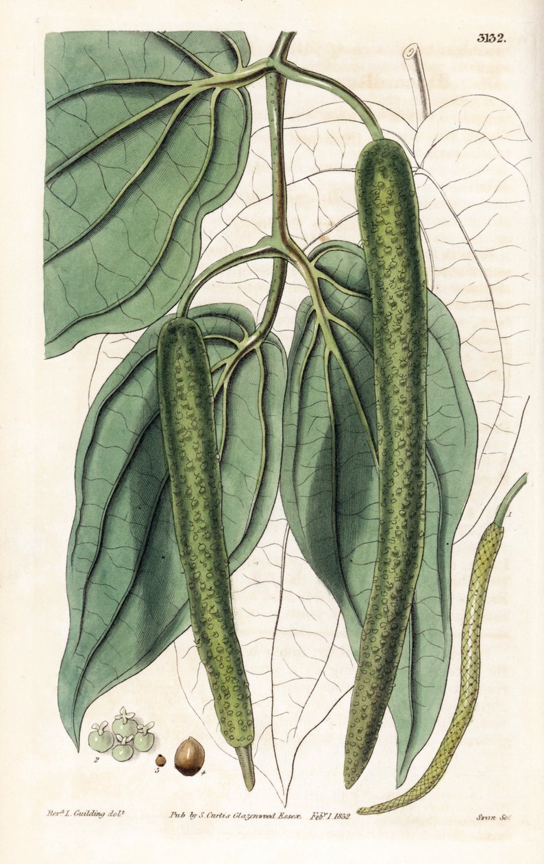 Betel - Pieprz betelowy, Piper betle. Ręcznie kolorowany miedzioryt wykonany przez Swana na podstawie ilustracji ks. L. Gouldinga z "Botanical Magazine" Samuela Curtisa w Londynie. autorstwa Unbekannter Künstler