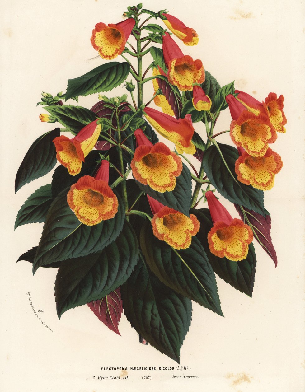 Odmiana Bicolor Achimenantha x naegelioides (Plectopoma naegelioides bicolor). Ręcznie kolorowana litografia z książki Louisa van Houtte