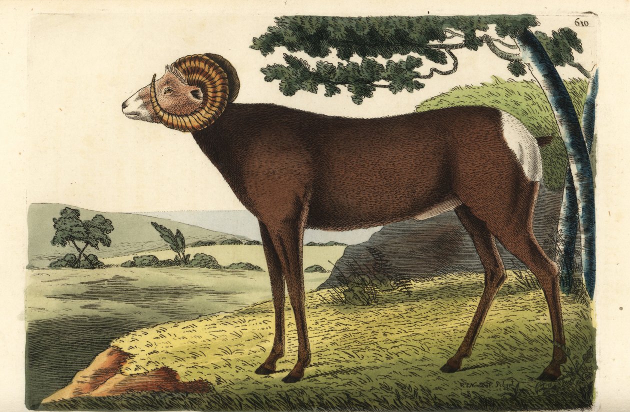 Owca rogata lub owca kanadyjska. Ovis canadensis. Ilustracja narysowana i wygrawerowana przez Richarda Polydore