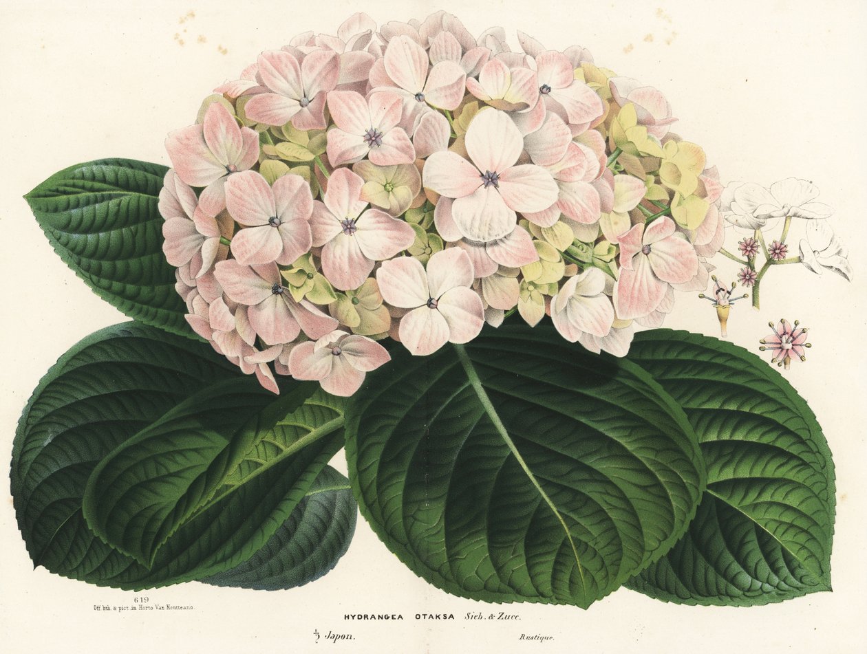 Hortensja wielkolistna, Hydrangea macrophylla (Hydrangea otaksa). Ręcznie kolorowana litografia z dzieła Louisa van Houtte