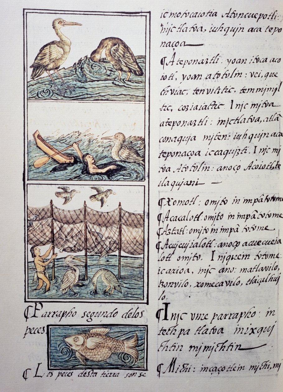 Polowanie na ptaki na jeziorze, strona z Kodeksu florenckiego, wersja dwujęzyczna po hiszpańsku i nahuatl, Ogólna historia rzeczy w Nowej Hiszpanii, autorstwa hiszpańskiego misjonarza Fray Bernardino de Sahagun (1499-1590). Cywilizacja Azteków autorstwa Benjamin Baud