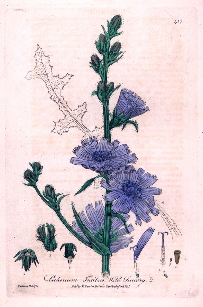 Cykoria gorzka (Cichorium intybus) Płyta botaniczna z "British Phaenogamous Botany" autorstwa Williama Baxtera i Charlesa Mathewsa z 1841 r. autorstwa Unbekannter Künstler