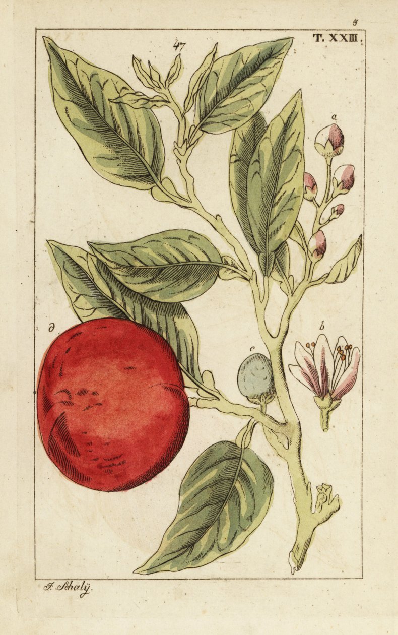 Gorzka pomarańcza lub pomarańcza sewilska, Citrus x aurantium. autorstwa Unbekannter Künstler
