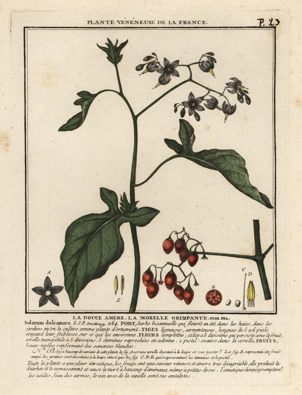Słodko-gorzka wilcza jagoda, Solanum dulcamara. autorstwa Unbekannter Künstler