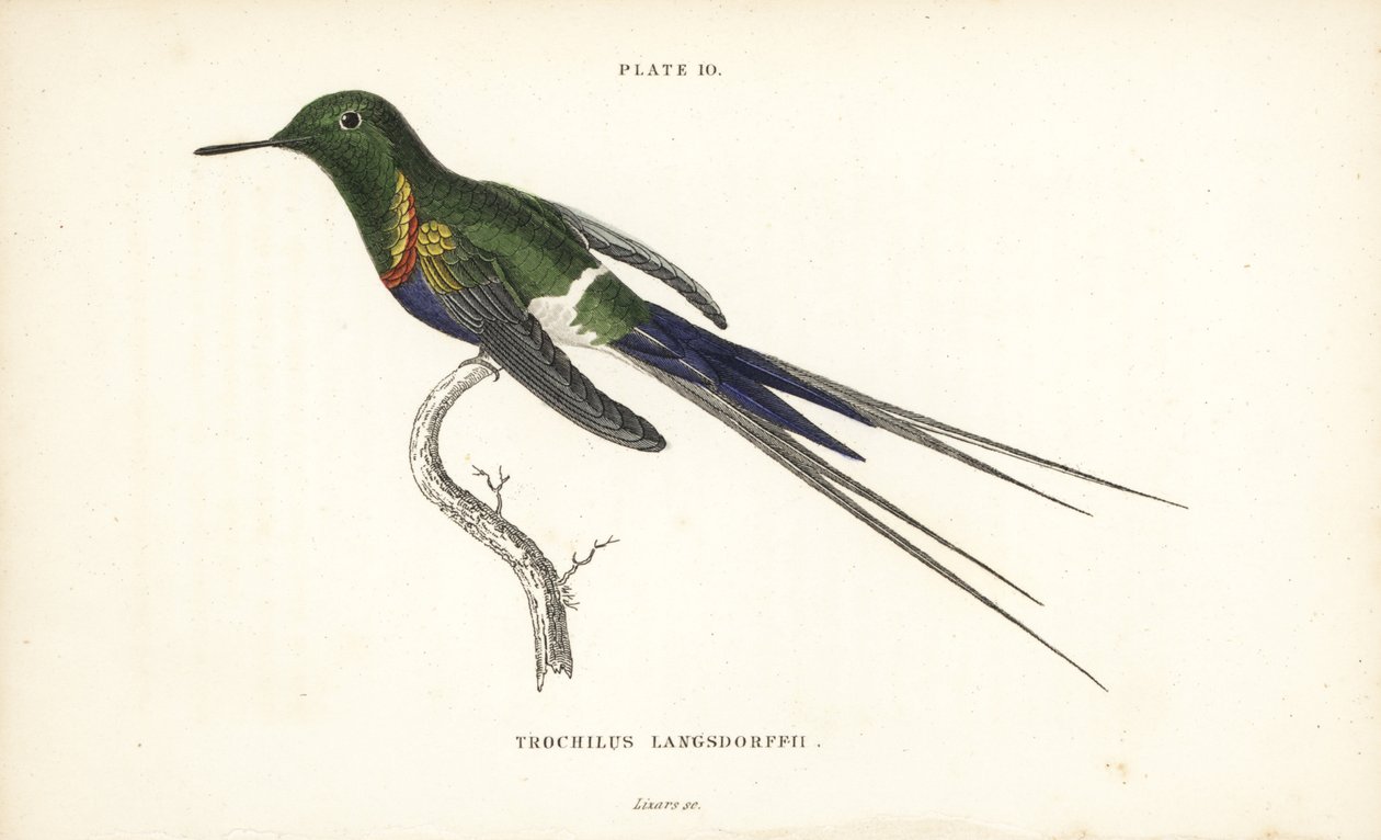 Kolczatka czarnobrzucha, Discosura langsdorffi (Langsdorff
