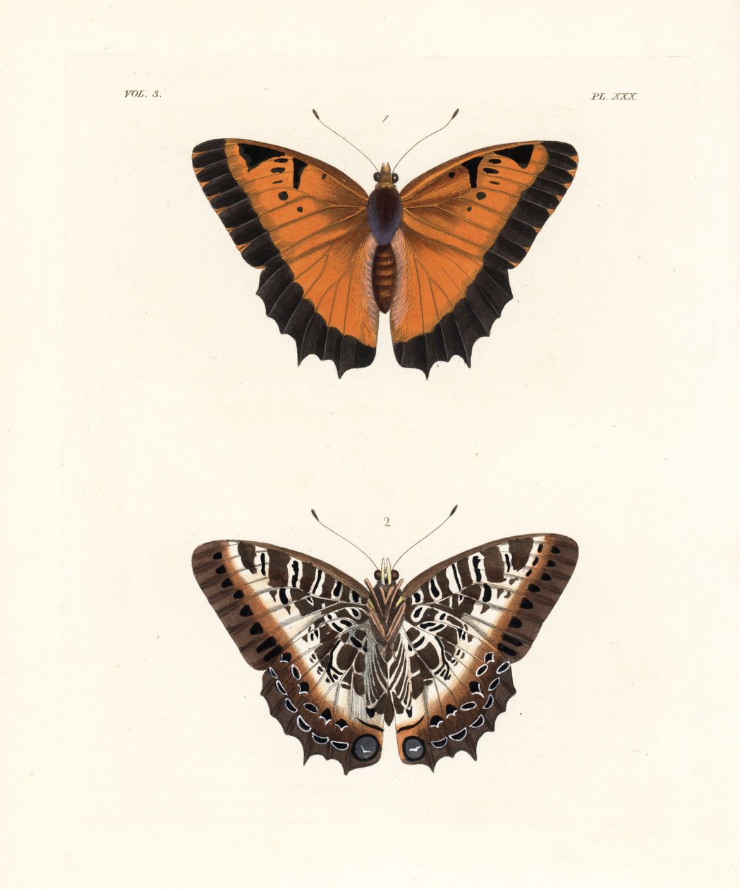 Charaxes pollux, górna strona 1, dolna strona 2. Ręcznie kolorowana litografia z nowego wydania "Illustrations of Exotic Entomology" Dru Drury