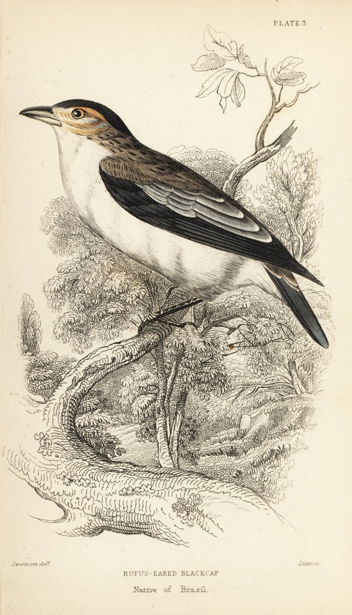 Tityra czarnoczelna, Tityra inquisitor (Rufos-eared black-cap, Psaris erythrogenys). Ręcznie kolorowany staloryt autorstwa Williama Lizarsa na podstawie ilustracji Williama Swainsona z Naturalist