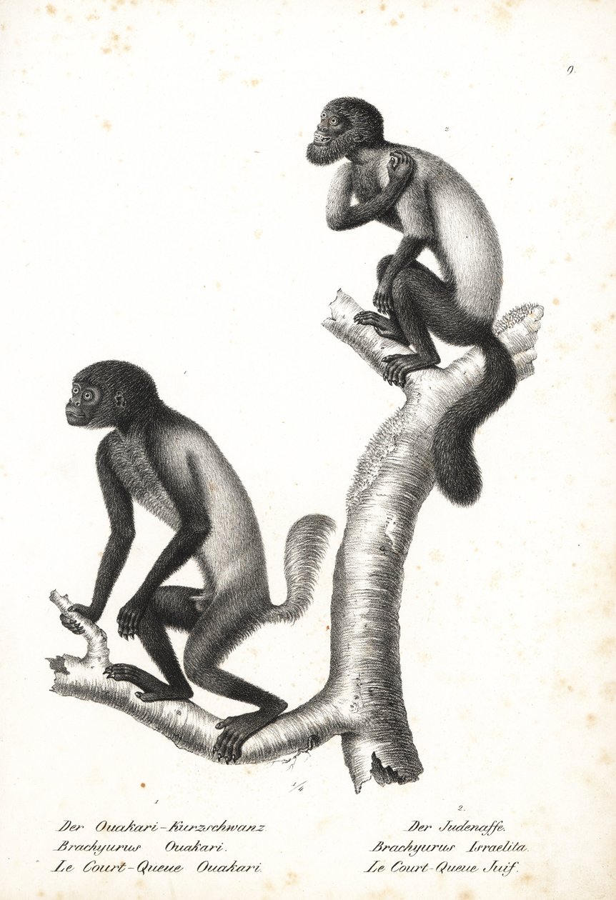 Uakari czarnogłowe, Cacajao melanocephalus ouakary (Brachyurus ouakari) i saki brodate brązowogrzbiete, Chiropotes israelita (Brachyurus israelita). Litografia autorstwa Karla Josepha Brodtmanna z Ilustrowanej historii naturalnej zwierząt Heinricha Rudolfa autorstwa Unbekannter Künstler