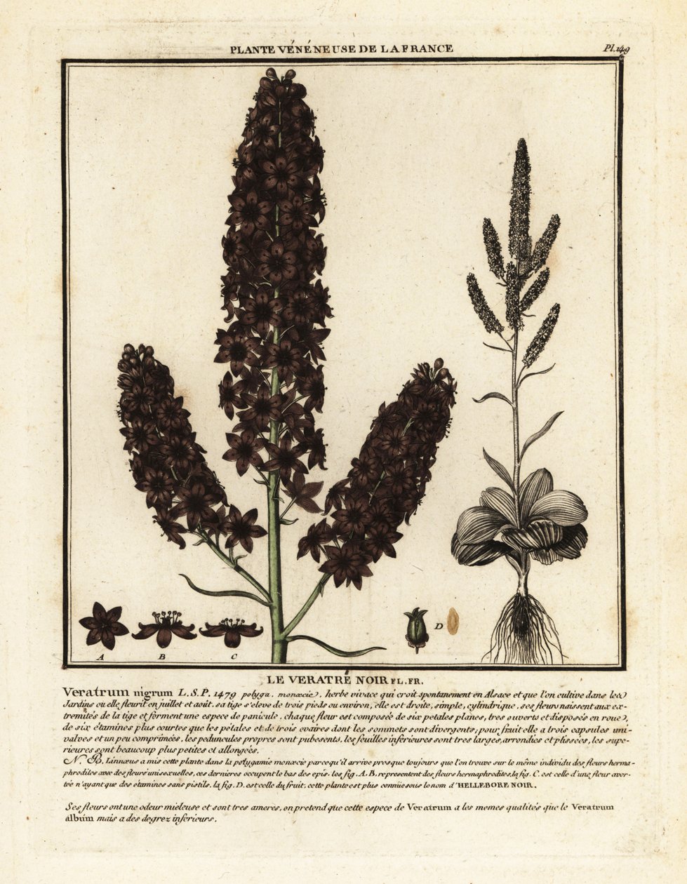 Czarny fałszywy ciemiernik, Veratrum nigrum. autorstwa Unbekannter Künstler