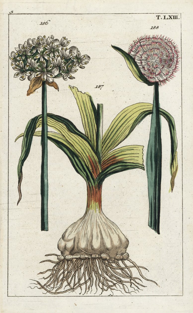 Czarny czosnek, Allium nigrum 186, i cebula, Allium cepa, cebula 187 i kwiat 188. Ręcznie kolorowany miedzioryt przedstawiający ilustrację botaniczną z "Unterhaltungen aus der Naturgeschichte" (Encyklopedii historii naturalnej) G. T. Wilhelma. autorstwa Unbekannter Künstler