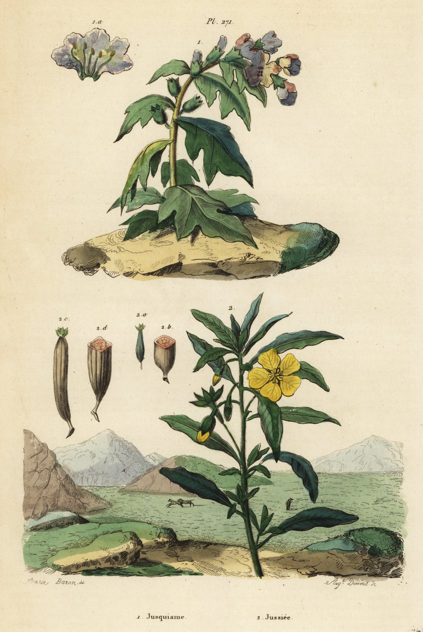 lulka czarna, Hyoscyamus niger 1 i wierzba peruwiańska, Ludwigia peruviana 2 autorstwa Unbekannt