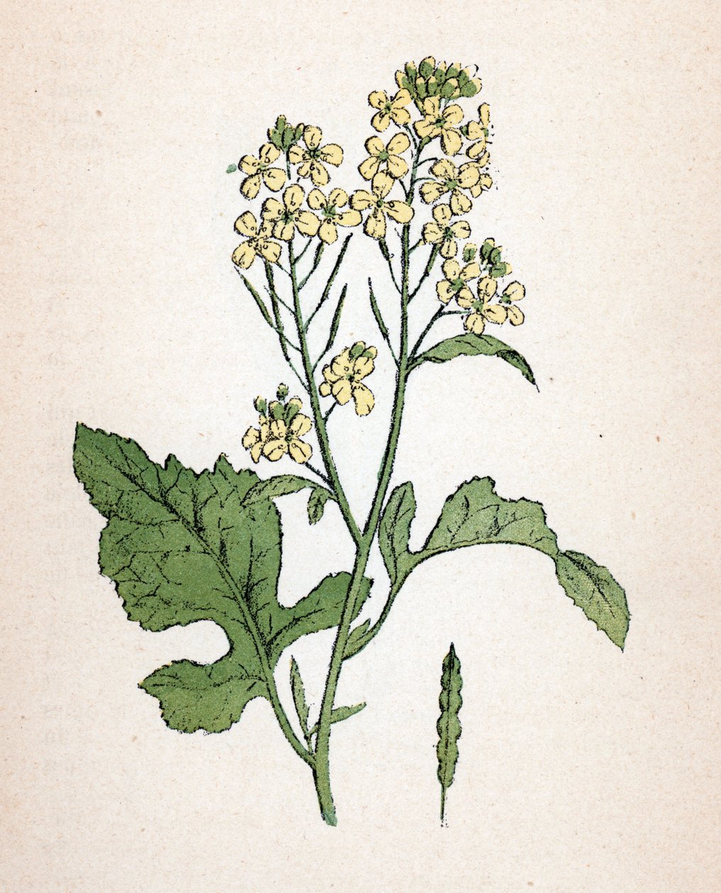 Gorczyca czarna (seneve noir) (Brassica nigra) (gorczyca czarna) Tabliczka botaniczna z "Atlas colorie des plantes medicinales" Paula Hariota. autorstwa Unbekannter Künstler