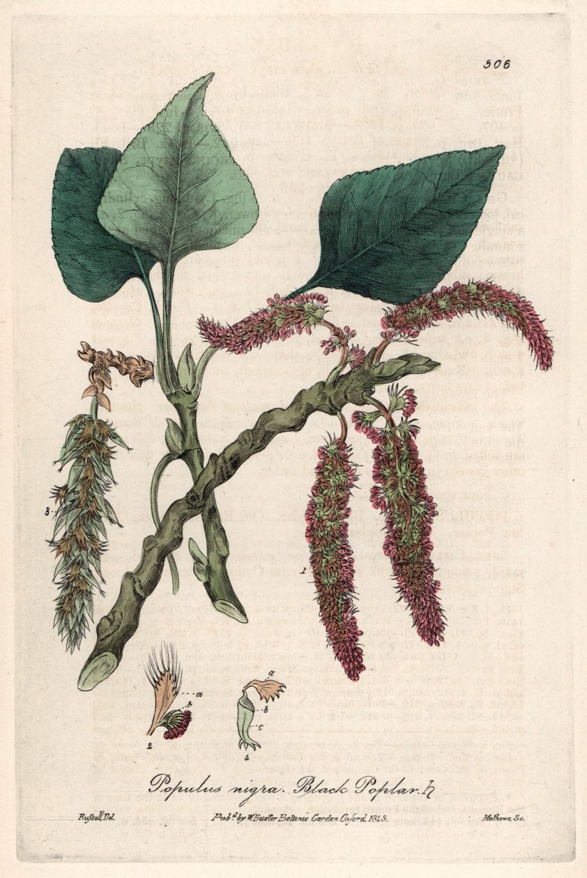 Topola czarna lub szczera, liard lub piboule (Populus nigra) - plansza botaniczna autorstwa Isaaca Russella, rytowana przez Charlesa Matthewsa, zaczerpnięta z "English Botanical Phenomenes" Williama Baxtera (1788-1871). autorstwa Unbekannter Künstler