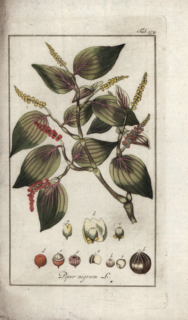 Naczynie z czarnym pieprzem (Piper nigrum). Litografia z "Afbeelding der Artseny-Gewassen" Johannesa Zorna (1739-1799), Holandia autorstwa Unbekannter Künstler