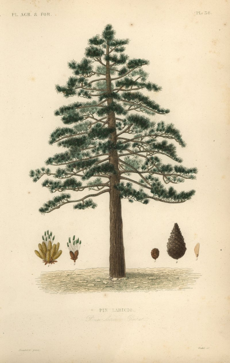 Sosna czarna lub sosna austriacka, Pinus nigra subsp autorstwa Unbekannt