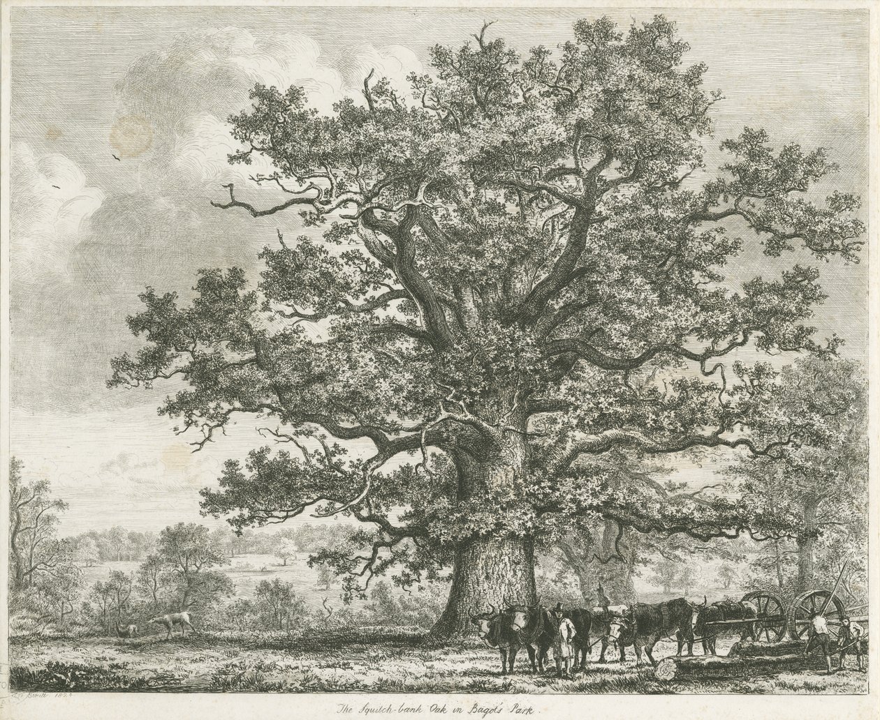 Blithfield - Squitch-bank Oak : akwaforta, 1824 autorstwa Unbekannt