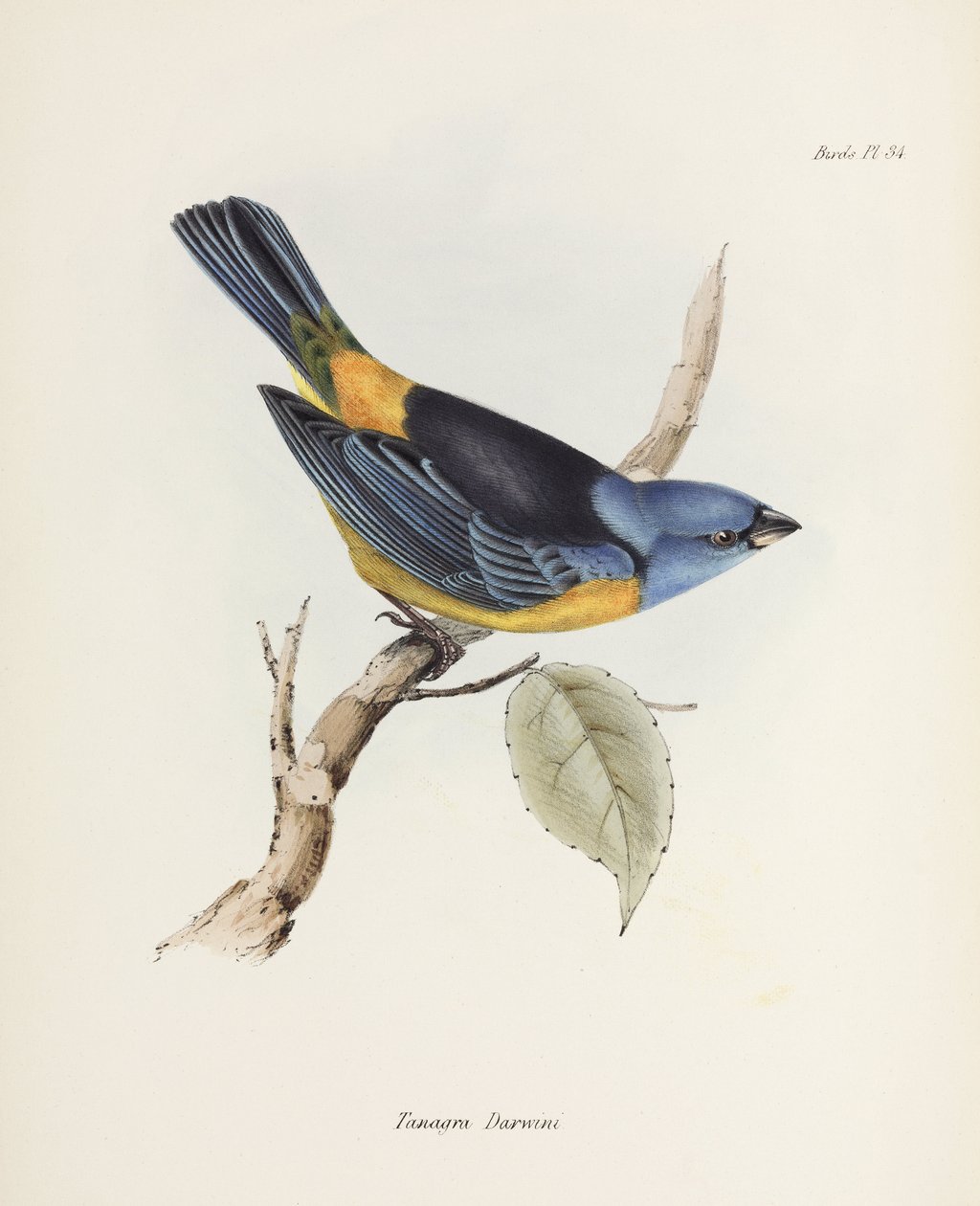 Tanager niebiesko-żółty, Ameryka Południowa, ok. 1832-1836 autorstwa Unbekannter Künstler