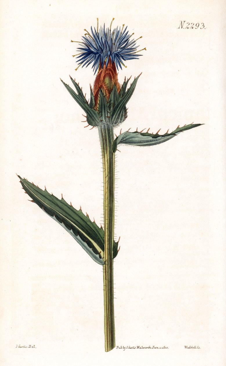 Blue cardoncelle - Niebieski oset lub kartamus o niebieskich kwiatach, Carthamus caeruleus. Ręcznie kolorowany miedzioryt Weddella na podstawie ilustracji Johna Curtisa z "Botanical Magazine" Samuela Curtisa w Londynie. autorstwa Unbekannter Künstler