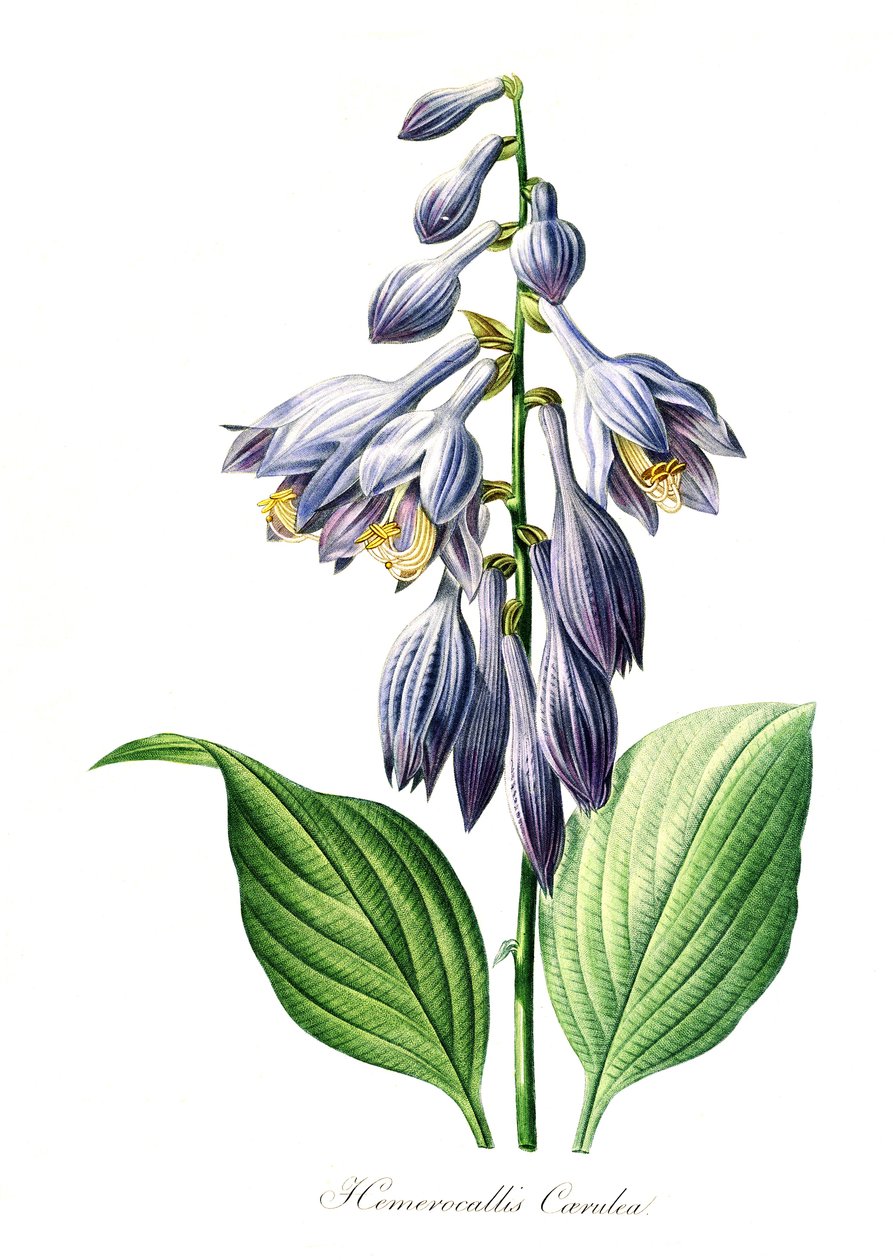 Liliowiec niebieski (Hemerocallis) caerulea, cyfrowa reprodukcja oryginału z XVIII wieku, data oryginału nieznana autorstwa Unbekannter Künstler