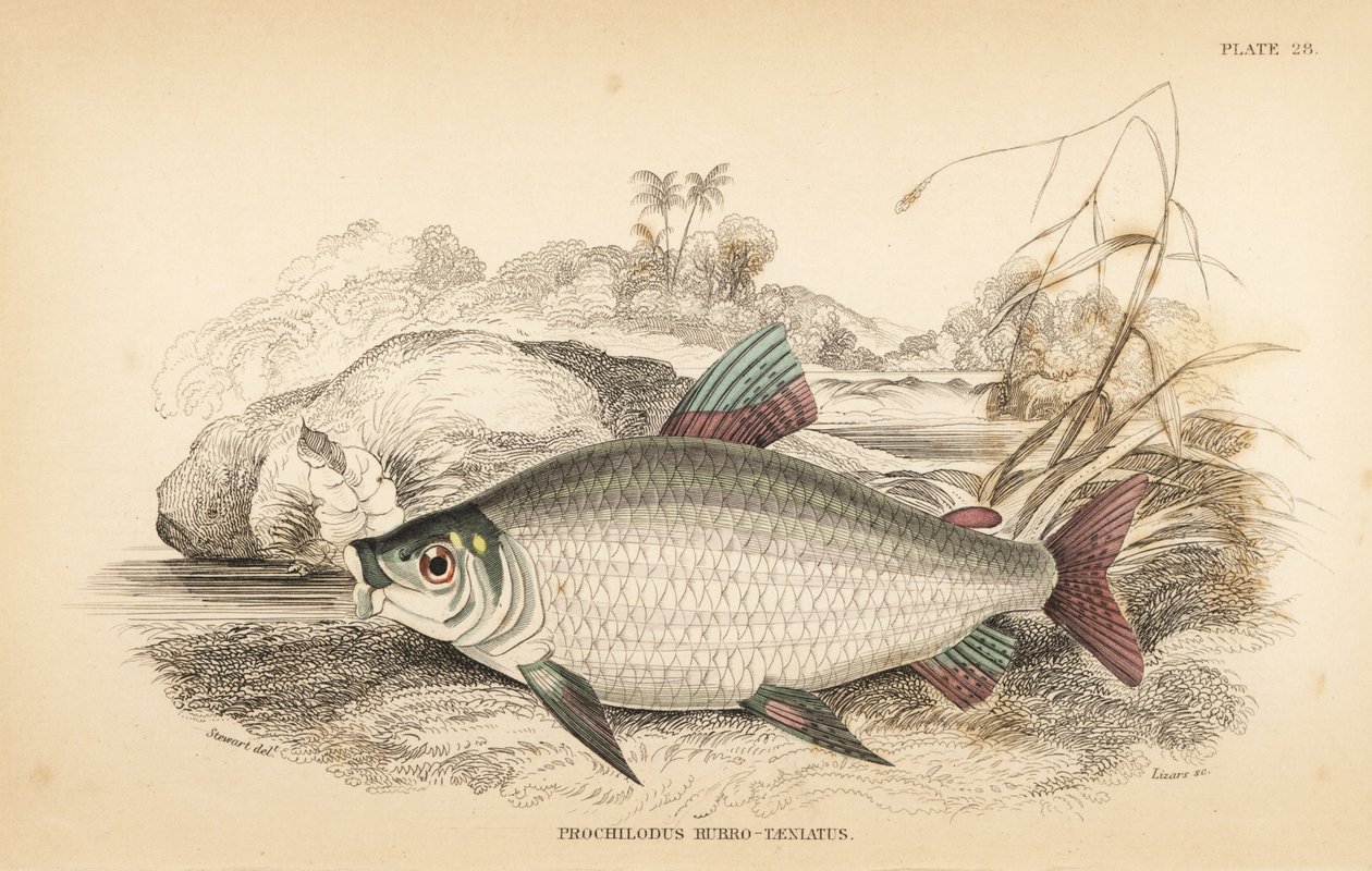 Bocachico lub koulimata, Prochilodus rubro-taeniatus (karp łososiowy o jasnoczerwonej barwie, Prochilodus rubro-taeniatus). Ręcznie kolorowana stalowa rycina autorstwa W.H. Lizarsa na podstawie ilustracji Jamesa Stewarta z Fishes of Guiana Roberta Schombur autorstwa Unbekannter Künstler