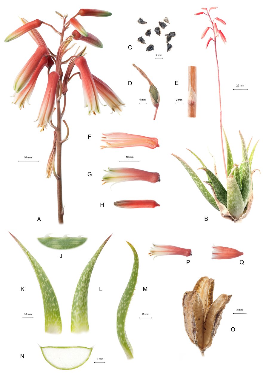 Deska Botaniczna/Aloes/Aloes autorstwa Unbekannt