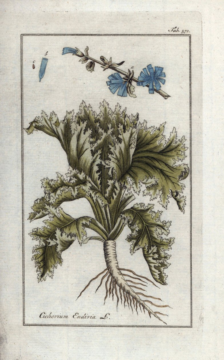 Botaniczne: Endywia, Cichorium endivia. Ręcznie kolorowana miedziorytnicza rycina botaniczna z "Afbeelding der Artseny-Gewassen" Johannesa Zorna, Jan Christiaan Sepp, Amsterdam. autorstwa Unbekannter Künstler