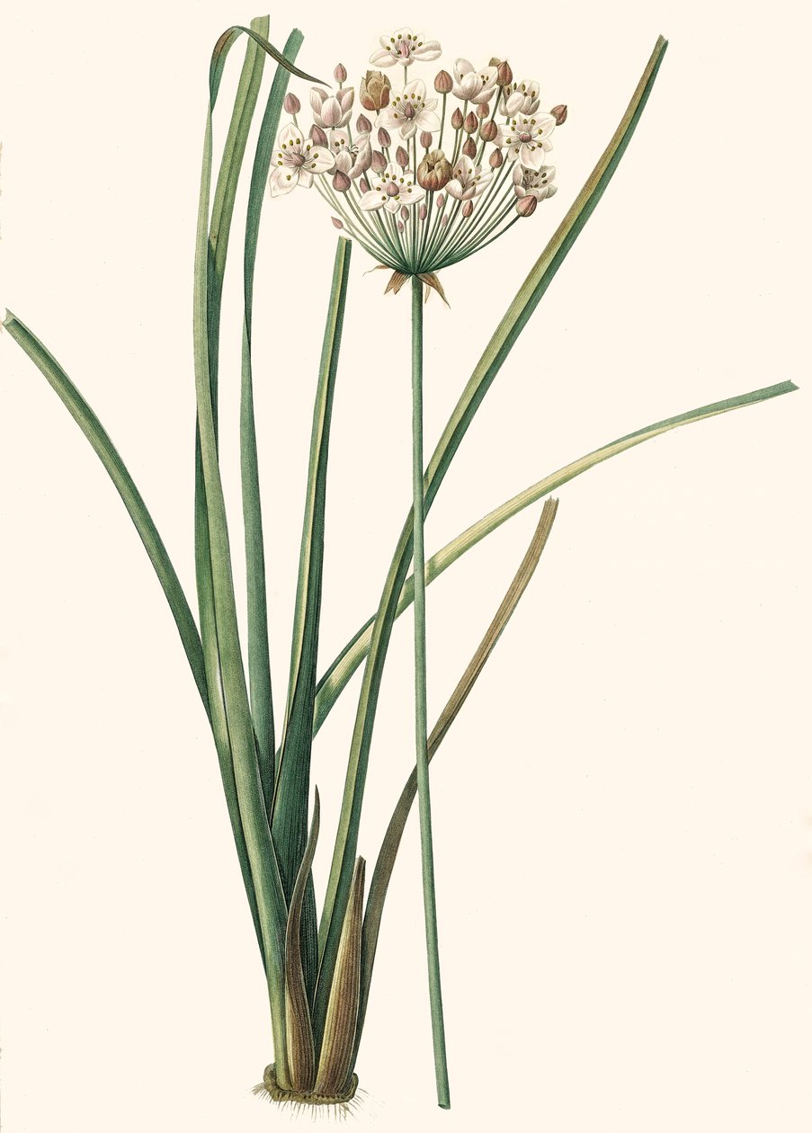 Ilustracja botaniczna/Rdoute/Butomus umbellatus/Umbelly Butome/Kwiatowa bransoletka autorstwa Unbekannt