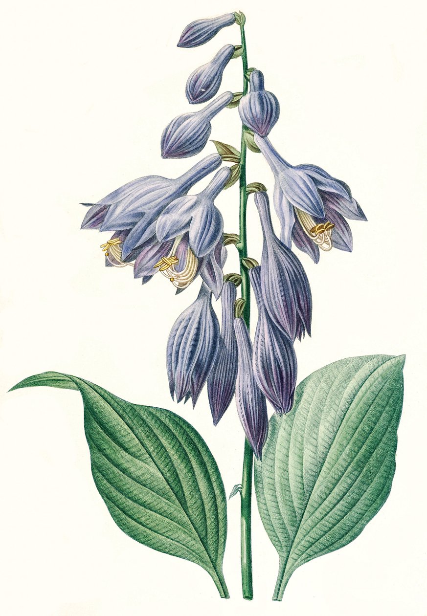 Ilustracja botaniczna/Reduta/Hosta ventricosa autorstwa Unbekannt