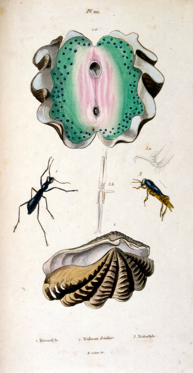 Ilustracja botaniczna i zoologiczna autorstwa F. E. Guérina. Z Dictionnaire pittoresque d