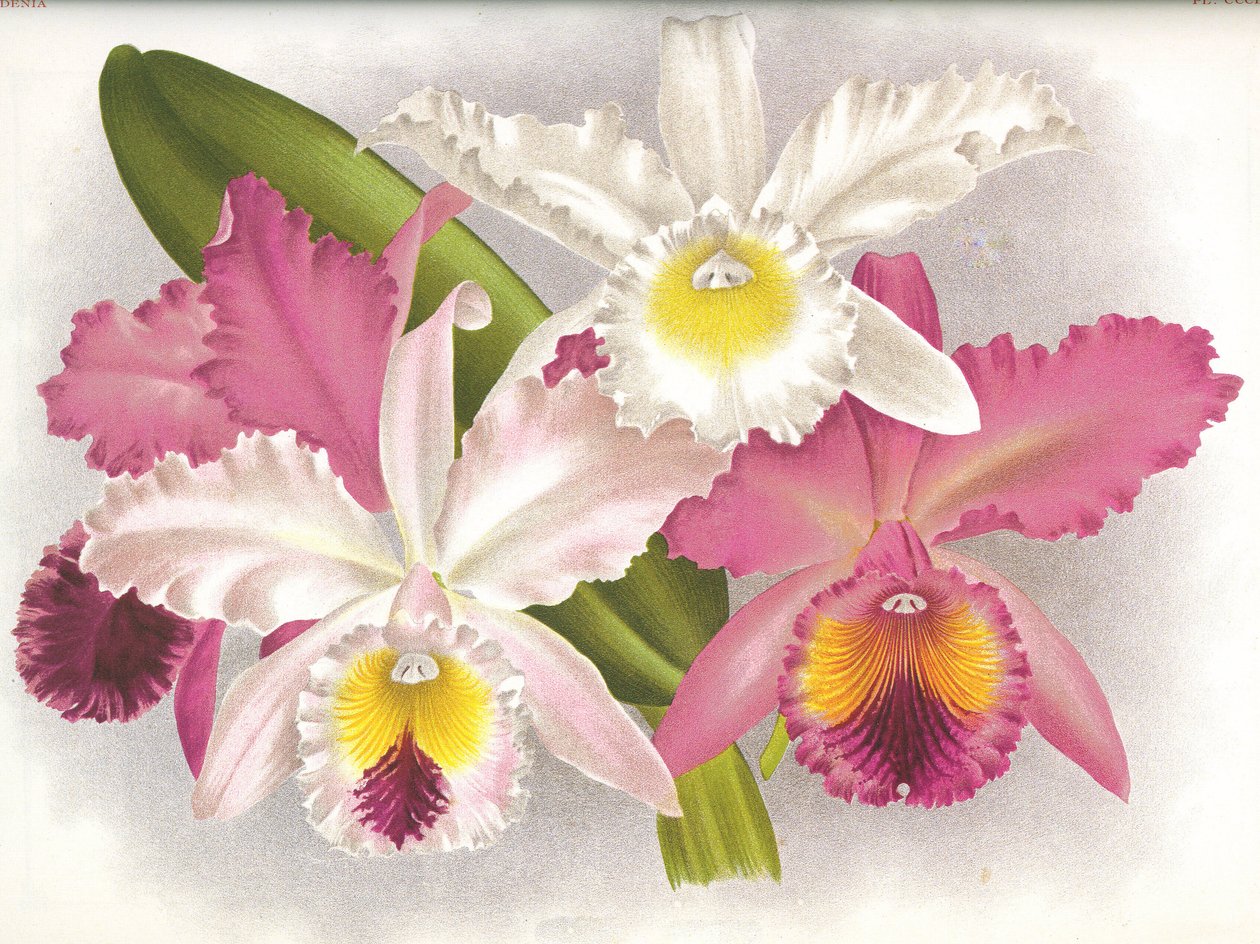 Deska botaniczna/Cattleya labiata/Lindenia autorstwa Unbekannt
