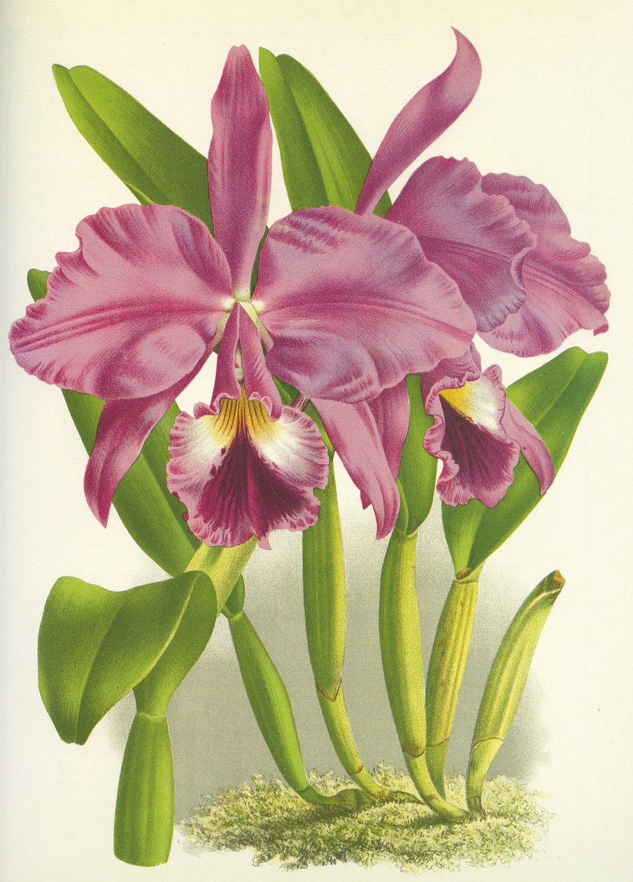 Deska botaniczna/Cattleya labiata var. Jesienny/Lindenia autorstwa Unbekannt