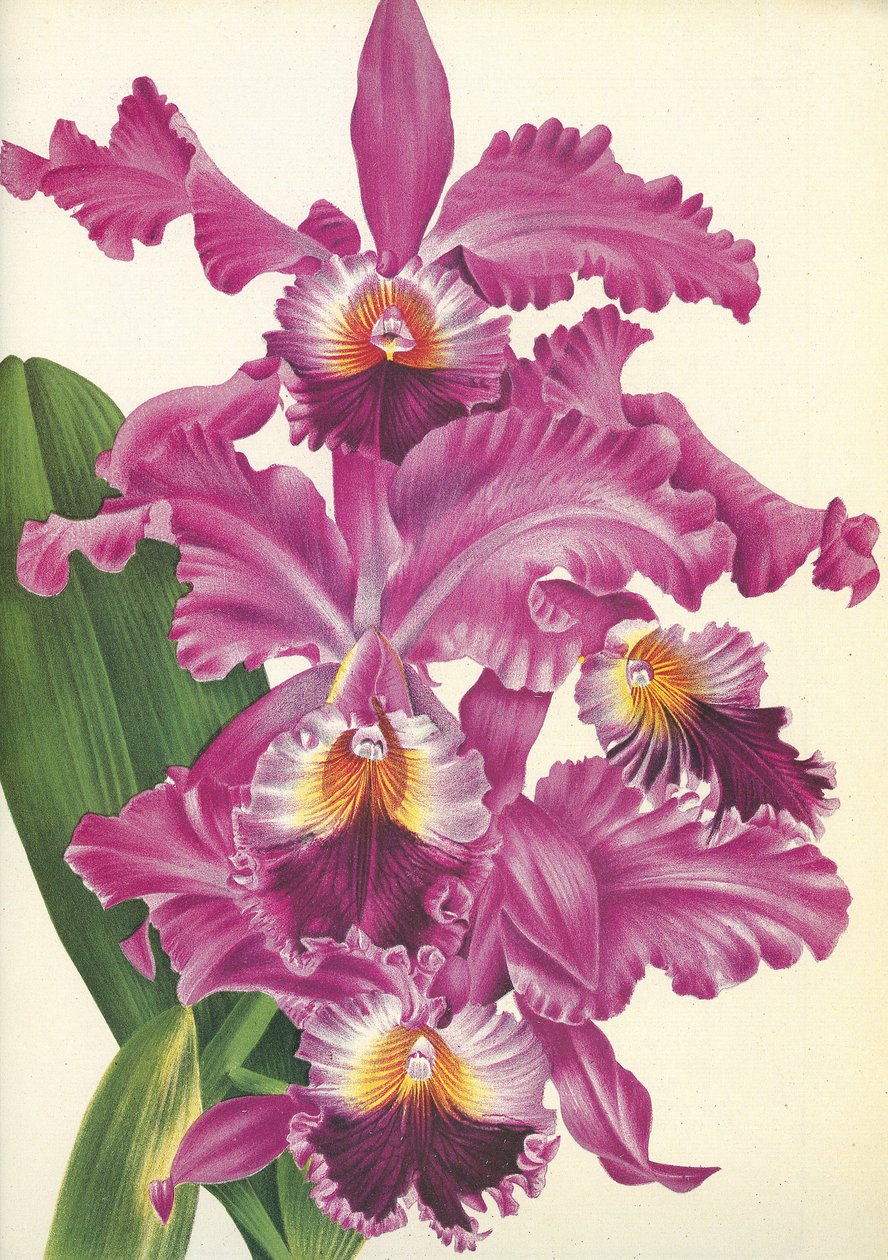 Deska botaniczna/Cattleya labiata var. Perfecta/Lindenia autorstwa Unbekannt