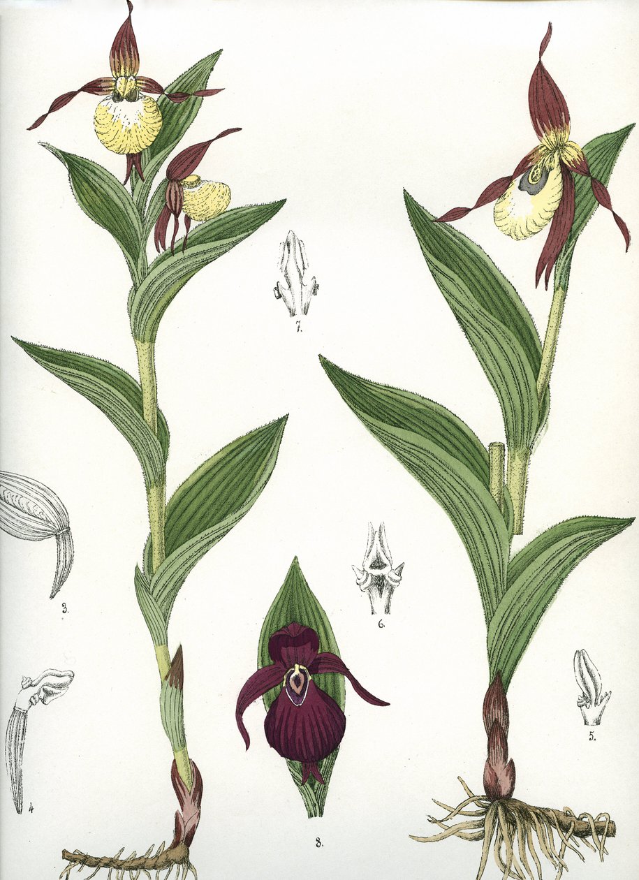 Deska botaniczna/Cypripedium calceolus/ Kopyto Wenus autorstwa Unbekannt