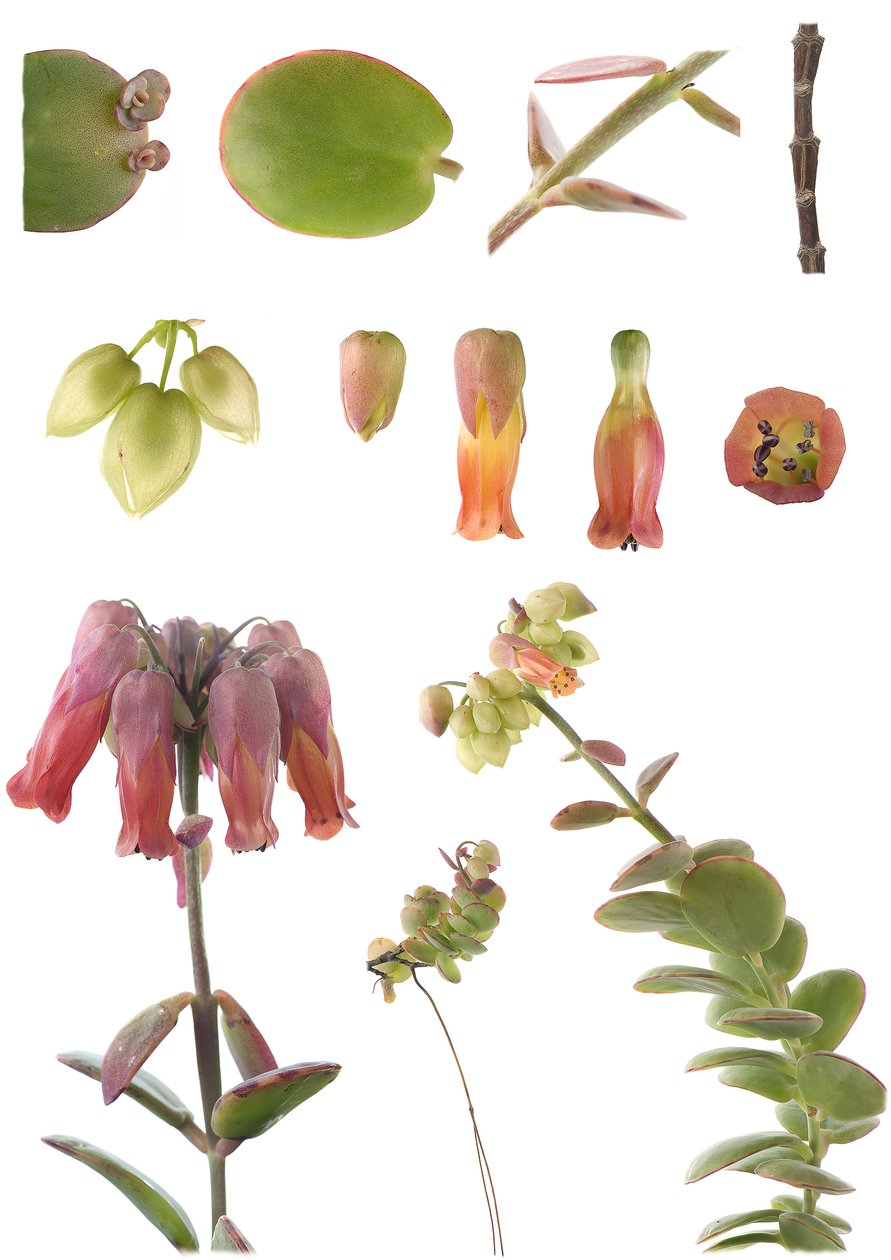 Tablica botaniczna/Kalanchoe marnieriana autorstwa Unbekannt