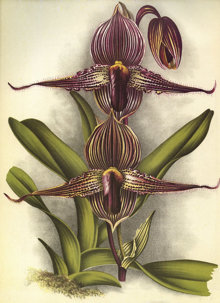 Tablica botaniczna/Paphiopedilum rothschildianum/Lindenia autorstwa Unbekannt