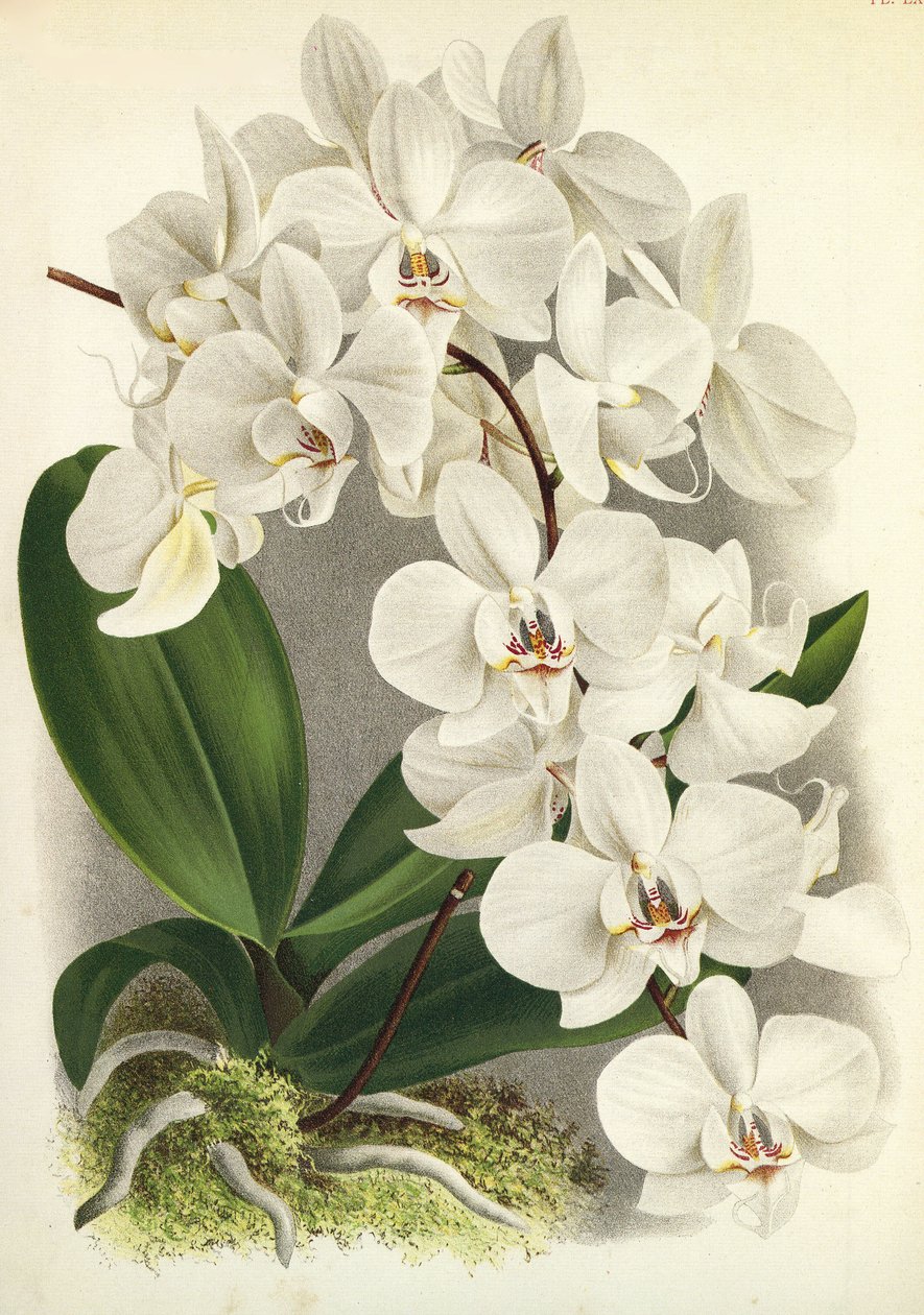 Deska botaniczna/Phalaenopsis amabilis/Phalaenopsis gigantea/Lindenia autorstwa Unbekannt