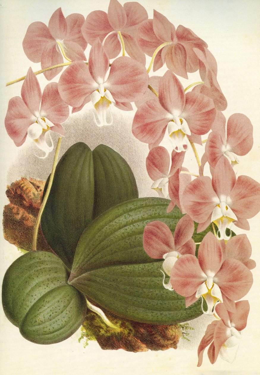 Deska botaniczna/Phalaenopsis sanderiana/Lindenia autorstwa Unbekannt