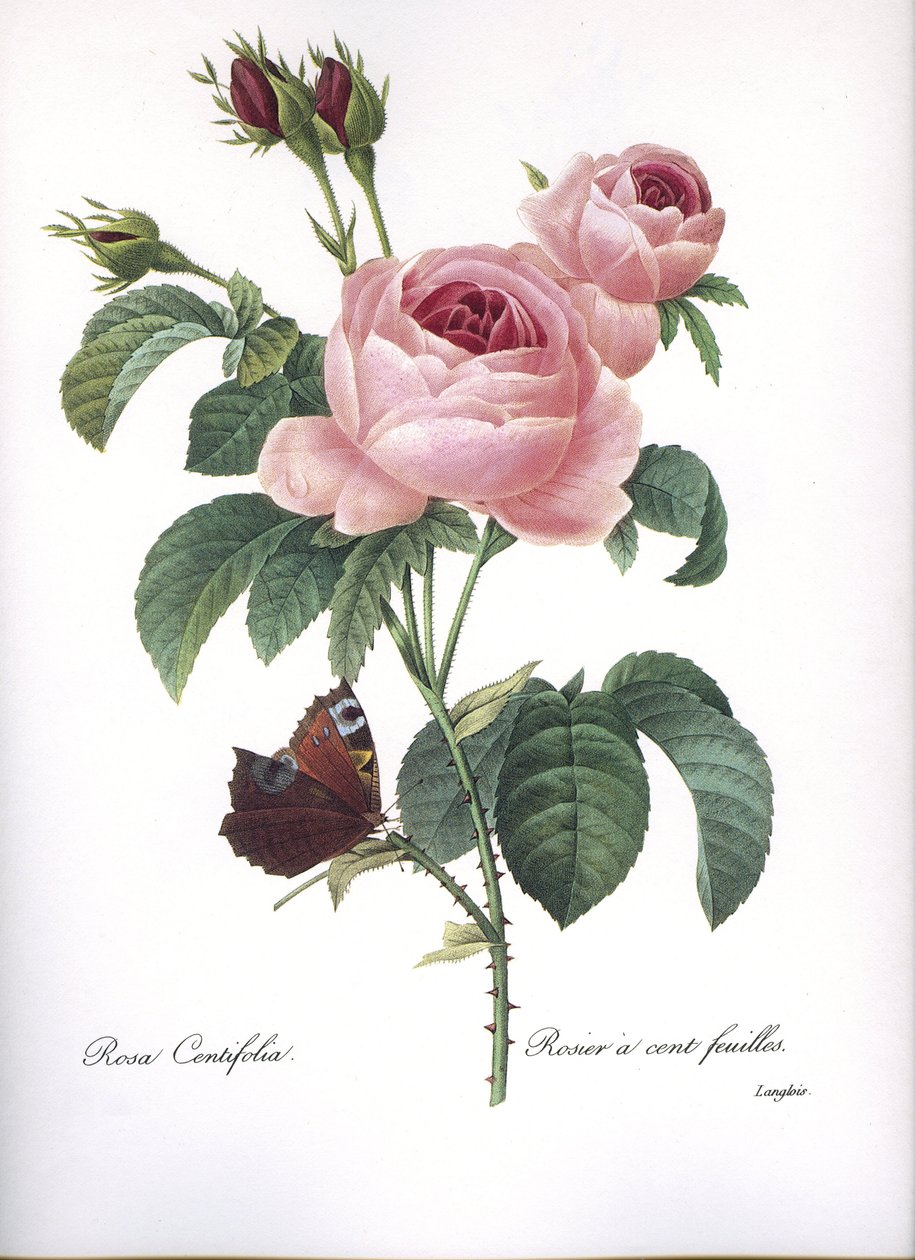 Tablica botaniczna/Rosa centifolia/Różowe sto liści/Reduta autorstwa Unbekannt