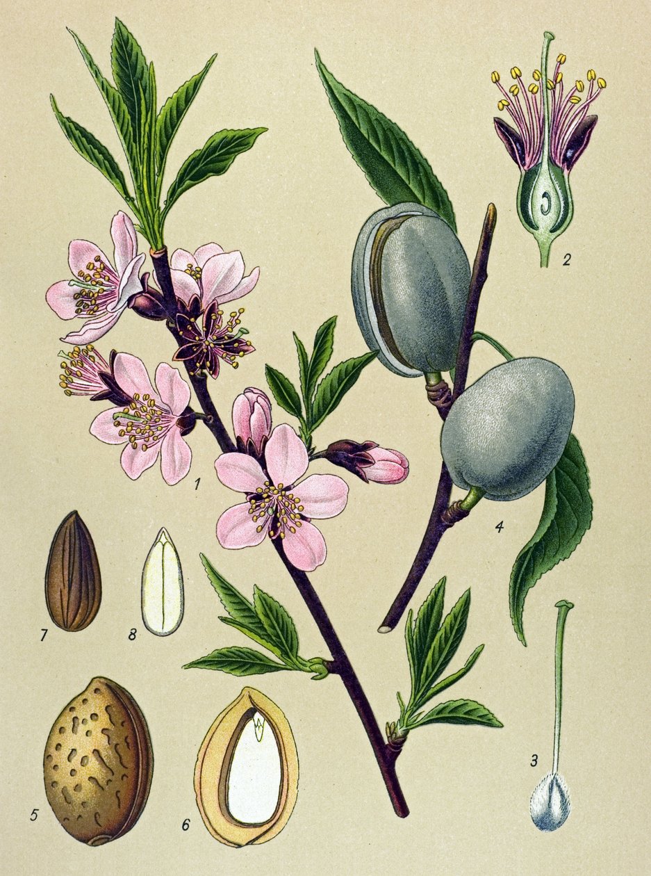 Tablica botaniczna. Amigdalina (Migdał): Migdał pospolity (Amygdalus communis) autorstwa Unbekannter Künstler