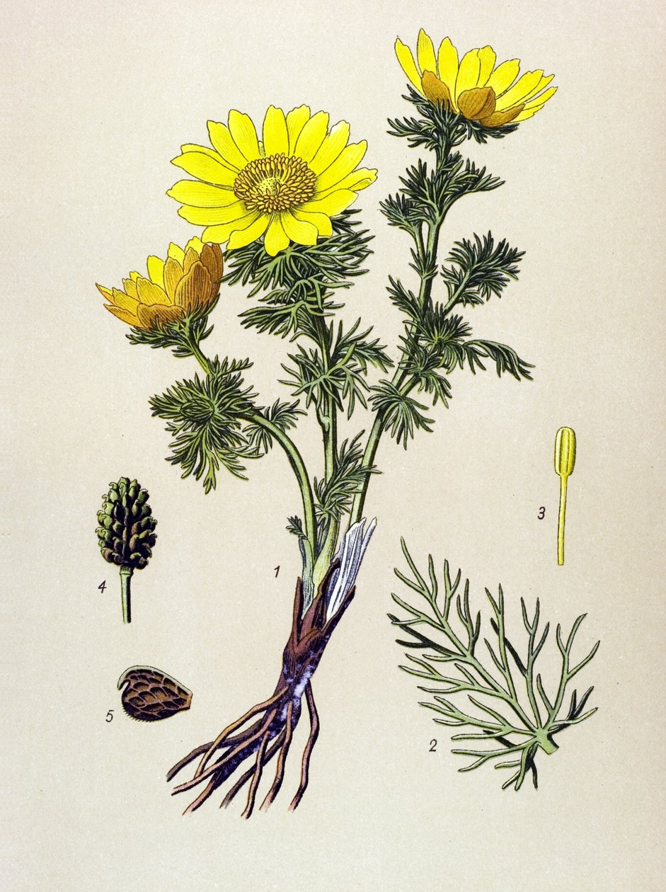 Tablica botaniczna. Roślina trująca (toksyczna) i lecznicza: Adonis wiosenny (Adonis vernalis) autorstwa Unbekannter Künstler