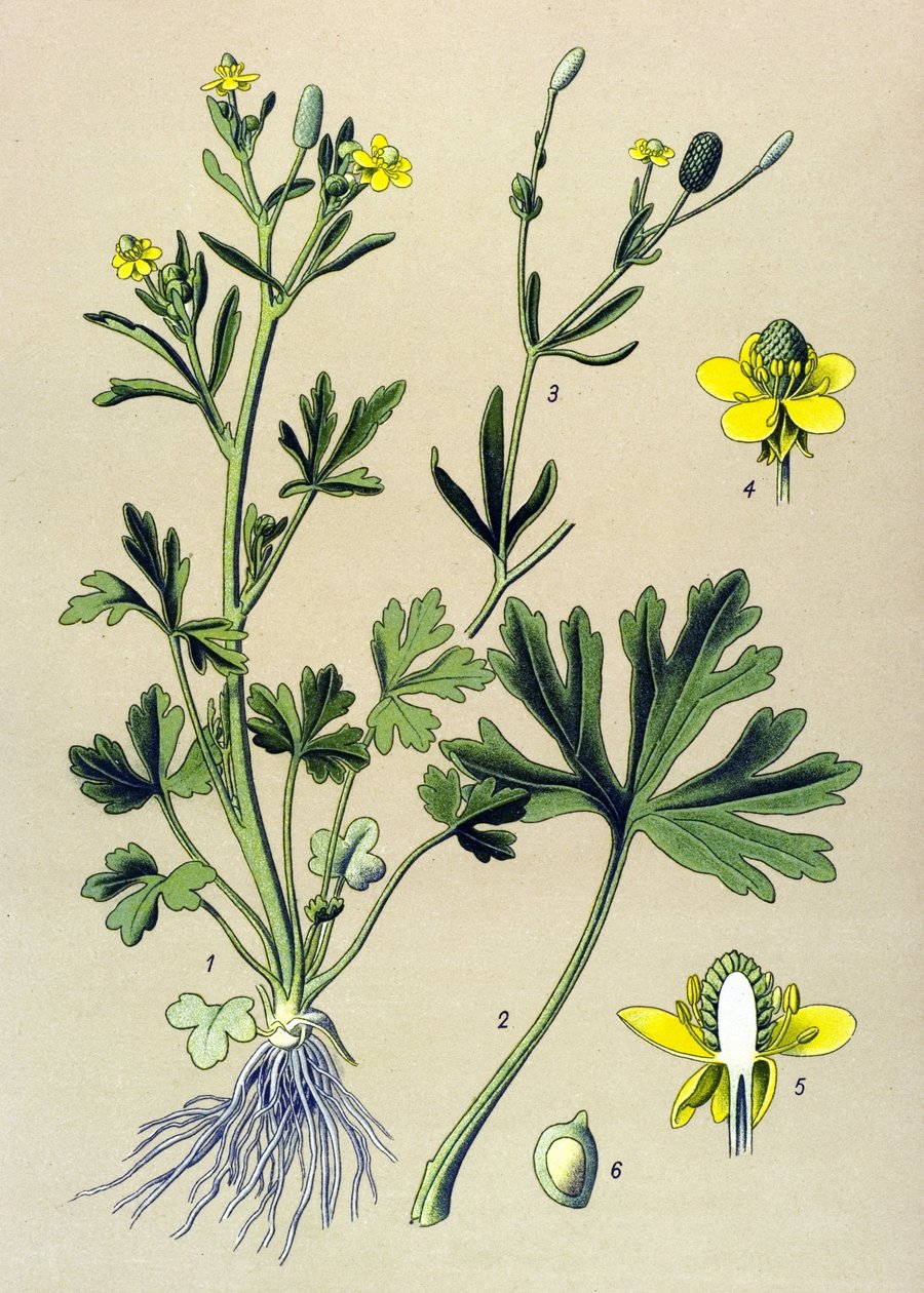 Tablica botaniczna. Żylne (toksyczne): jaskier jaskier scelerate lub liść selera (Ranunculus sceleratus) autorstwa Unbekannter Künstler