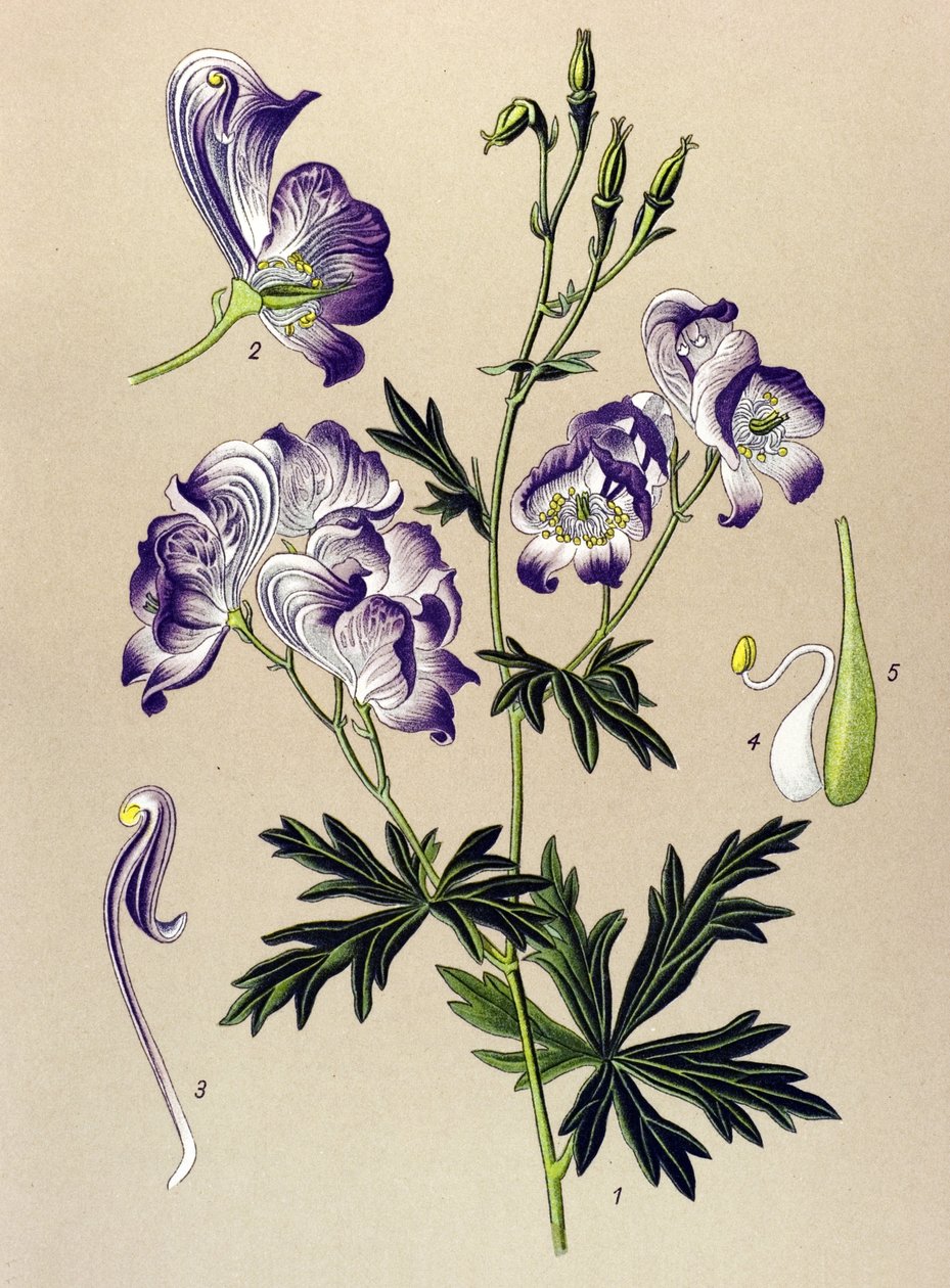 Tablica botaniczna. Roślina żylna (toksyczna) i lecznicza: Aconitum variegatum autorstwa Unbekannter Künstler