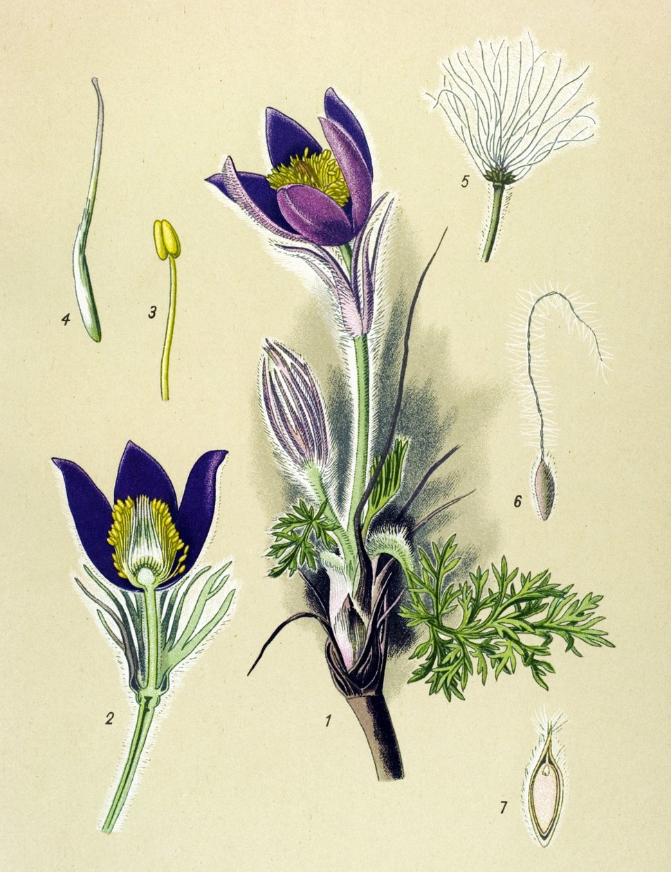 Tablica botaniczna. Roślina żylna (toksyczna) i lecznicza: Anemone Pulsatille lub Pulsatilla pospolita (Anemone pulsatilla, Pulsatilla vulgaris) autorstwa Unbekannter Künstler