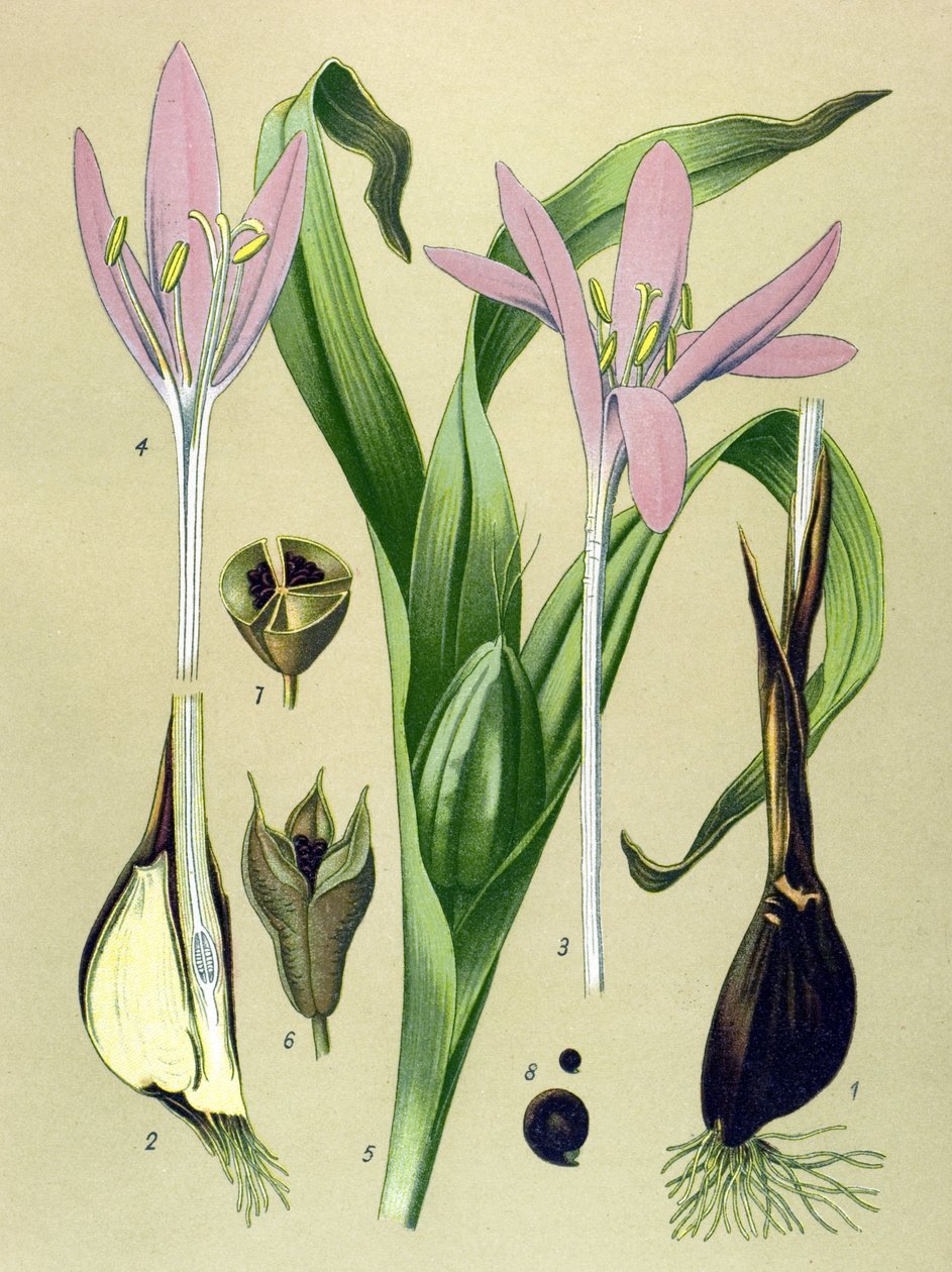 Tablica botaniczna. Roślina żylna (toksyczna) i lecznicza: Colchicum autumnale (Colchicum autumnale) autorstwa Unbekannter Künstler