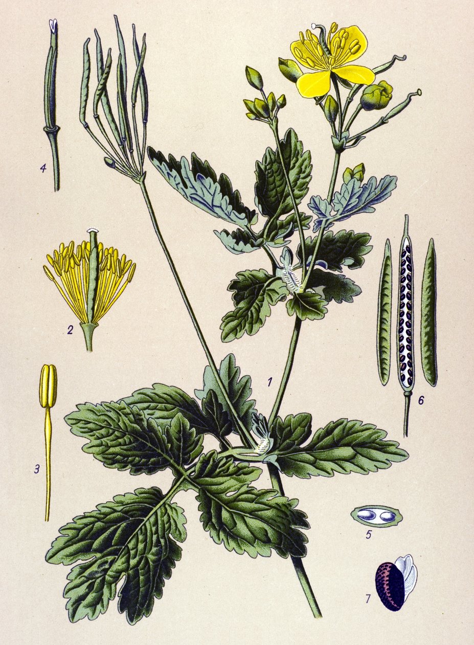 Tablica botaniczna. Roślina żylna (toksyczna) i lecznicza: Chelidoina lub duża chelidoina (Chelidonium majus) autorstwa Unbekannter Künstler