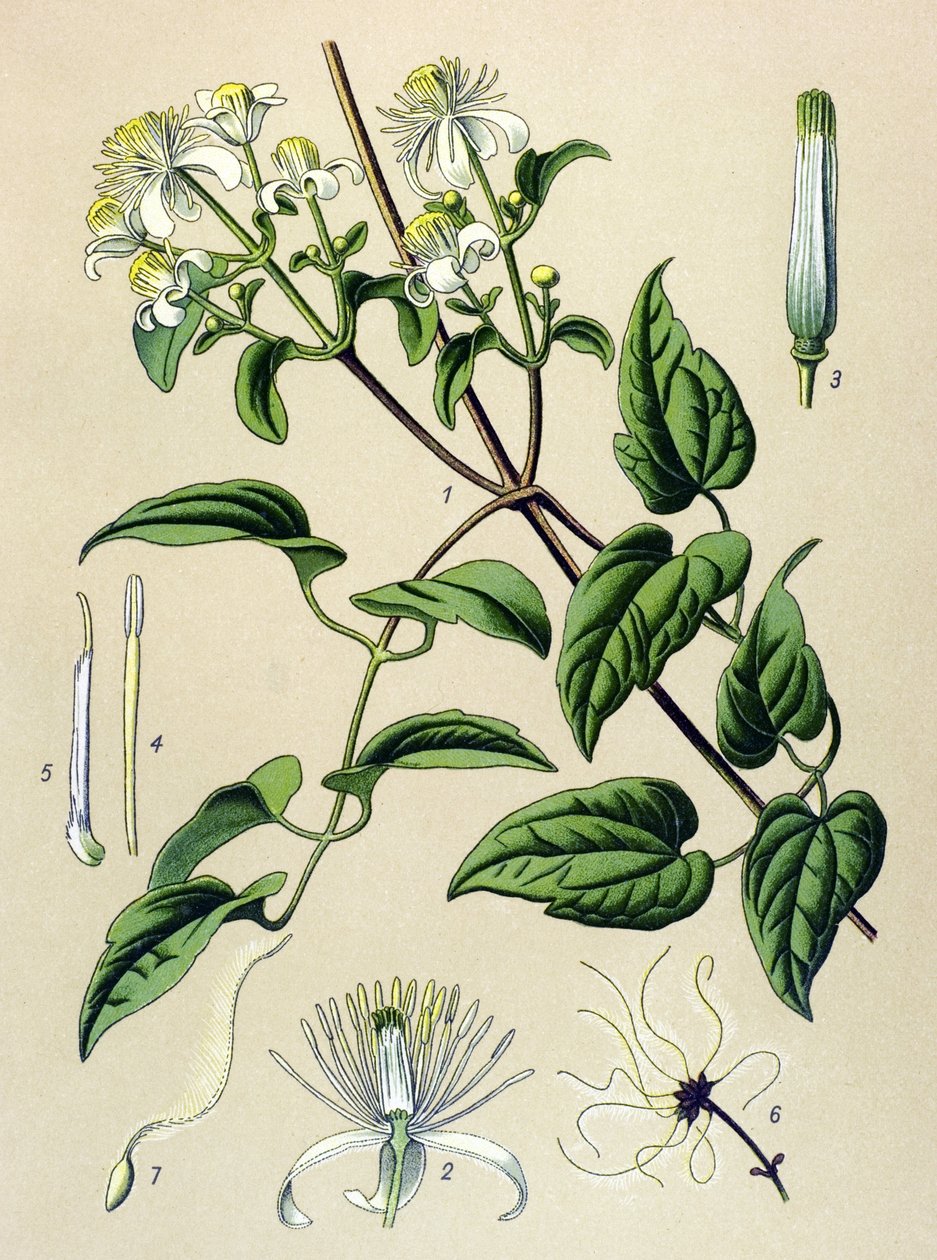 Tablica botaniczna. Roślina żylna (toksyczna) i lecznicza: Powojnik żywopłotu (Clematis Vitalba) autorstwa Unbekannter Künstler