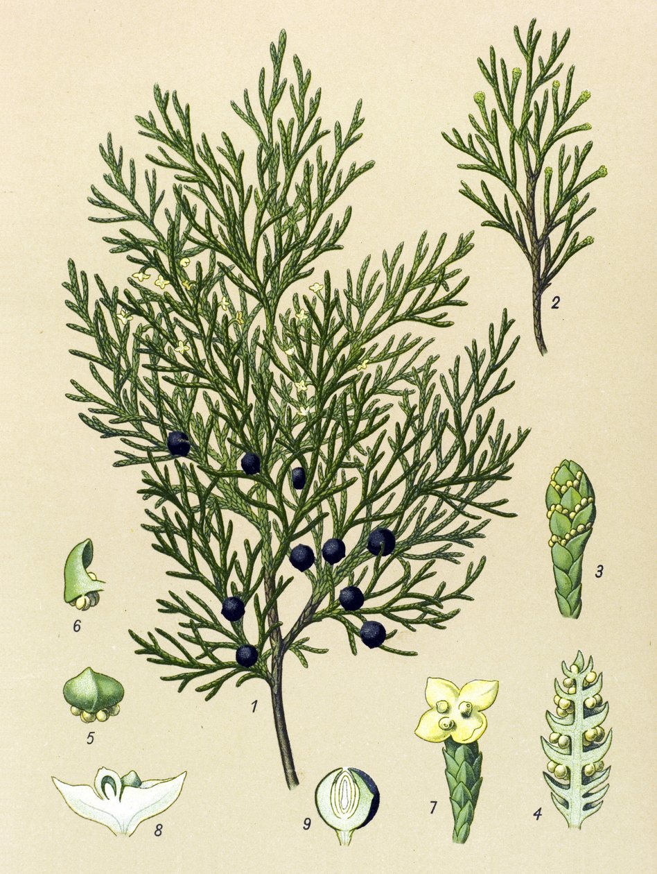 Tablica botaniczna. Roślina żylna (toksyczna) i lecznicza: Jałowiec Sabine (Juniperus sabina) autorstwa Unbekannter Künstler